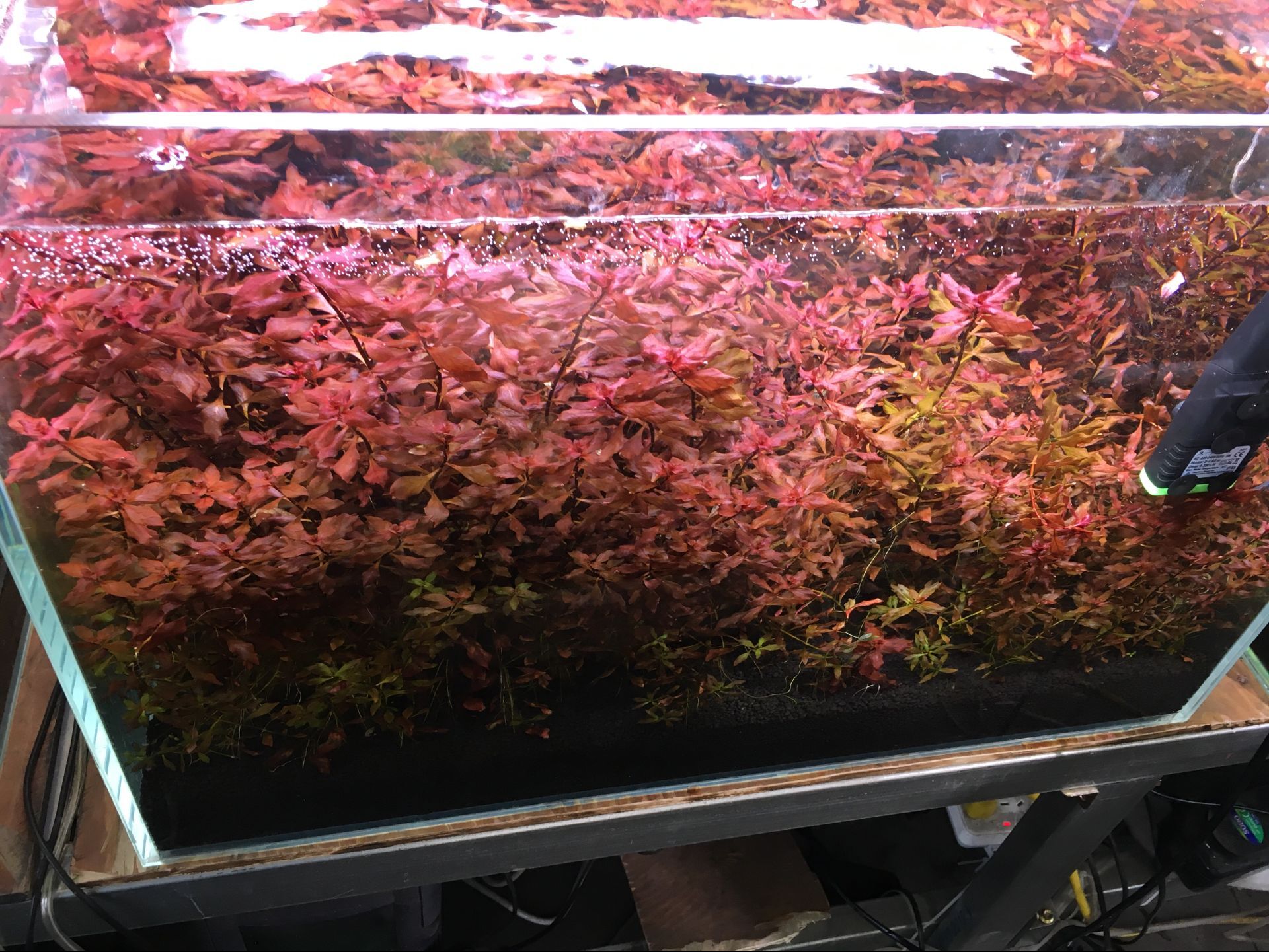 自养风暴植物中鱼缸活体造景月季后景水草水族箱水草紫红蓝色水草丁香紫丁香丁香图片
