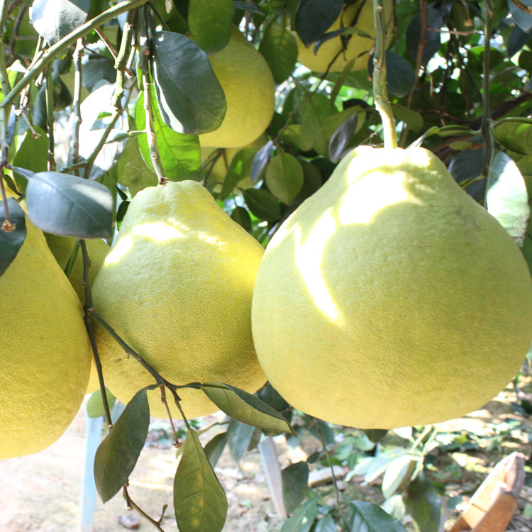 一折江永沙田柚