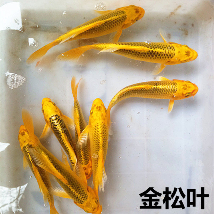 观赏鱼活体 大型_日本锦鲤活体金松叶锦鲤观赏鱼淡水鱼冷水鱼活体宠物