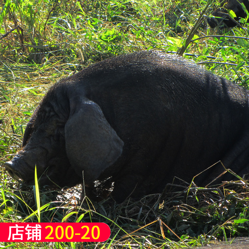 东海老淮猪年猪整头散养黑猪200斤以上现杀后发货包邮