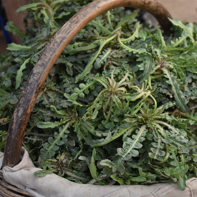 野菜陕西野生荠荠菜新鲜野菜现挖野生蔬菜北方野生荠菜3斤包邮