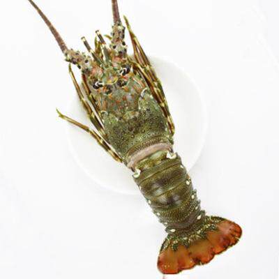 孙小乔_威海孙小乔海鲜小青龙虾小澳龙4-6两/只优惠券