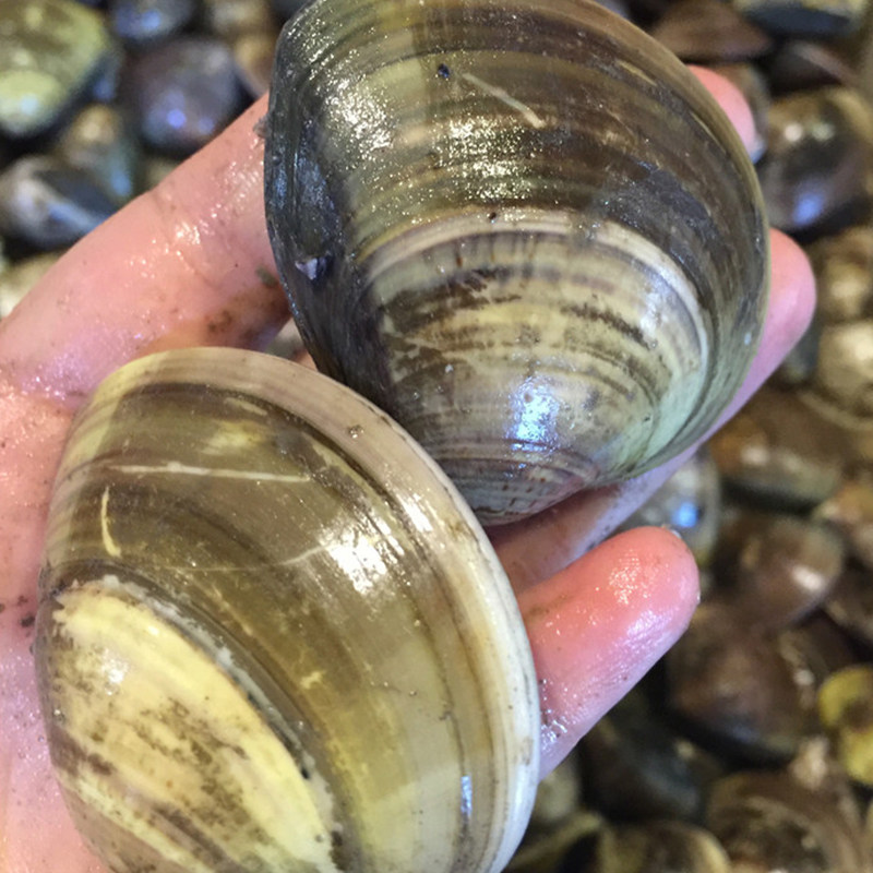 一折威海孙小乔海鲜