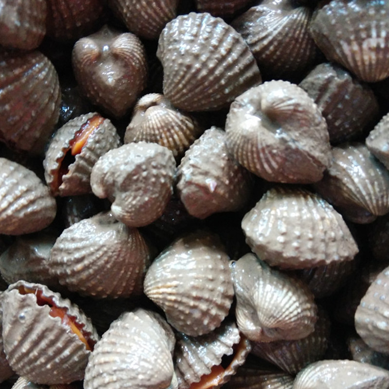 孙小乔_威海孙小乔血蛤蜊海鲜水产鲜活醉银蚶血蚶醉泥蚶醉蚶子500g