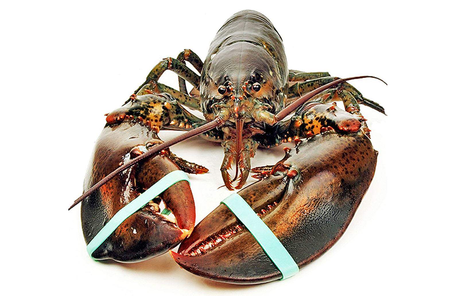 特价龙虾鲜活大龙虾 2斤