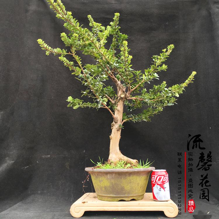 红芽珍珠罗汉松 红头罗汉松 红叶罗汉松盆景 实物拍摄