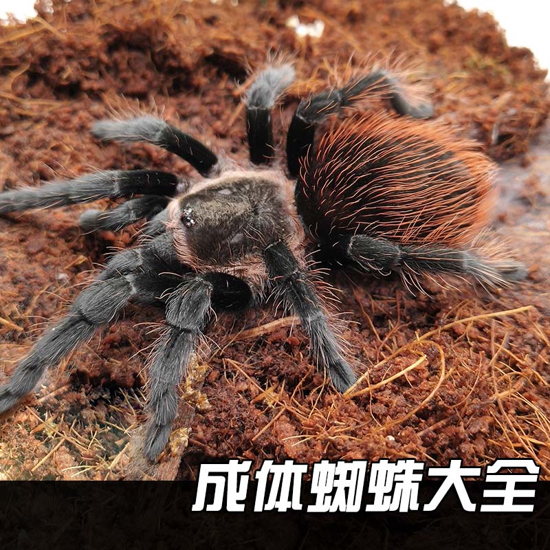 地蜘蛛活体地黄牛袋蜘蛛山口袋壁口袋3捆包邮鸟活虫提性长膘野生 $38.