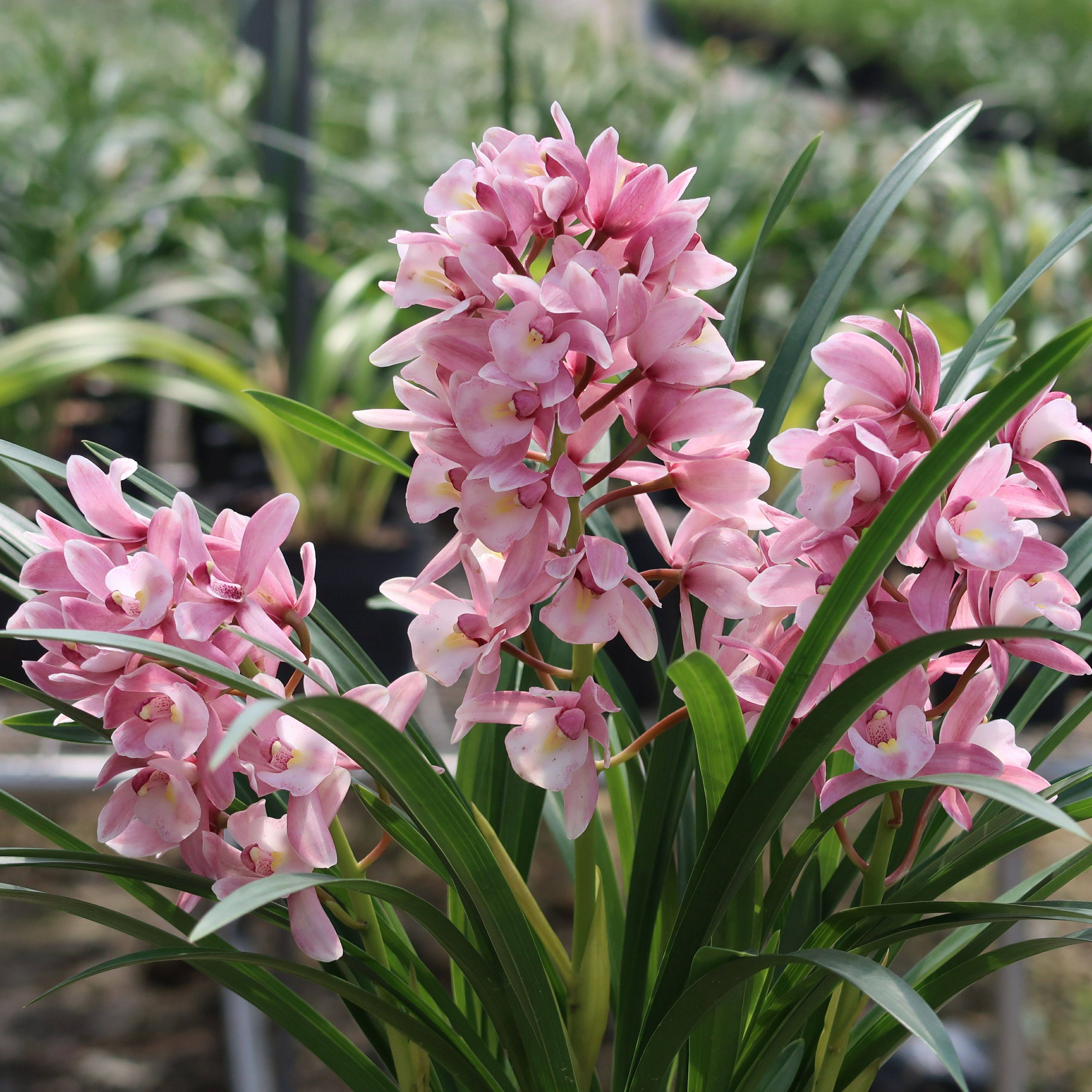 包邮 最香的兰花盆栽植物室内四季好养浓香室内高档名贵大宽叶兰花