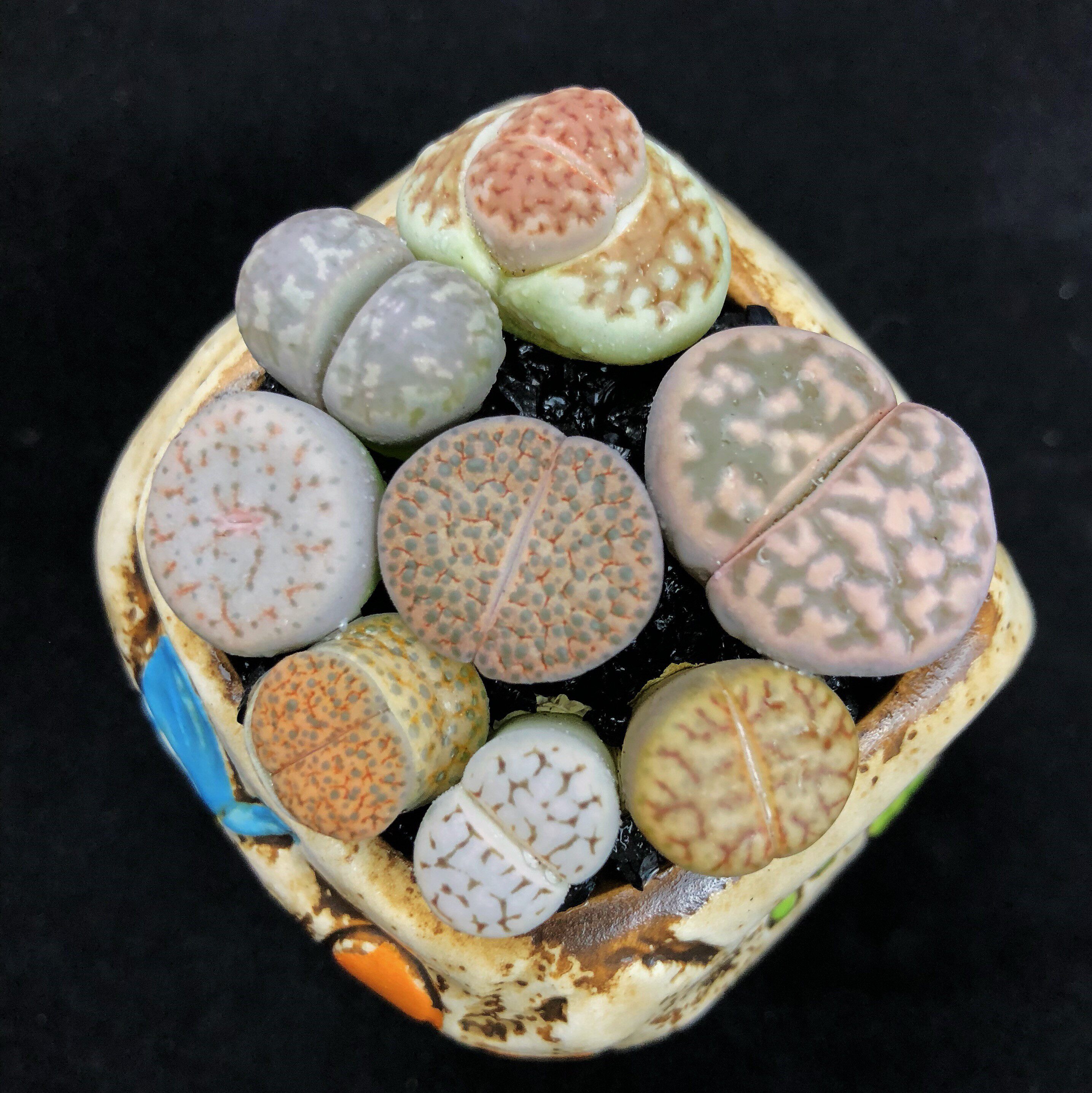 热销生石花多肉