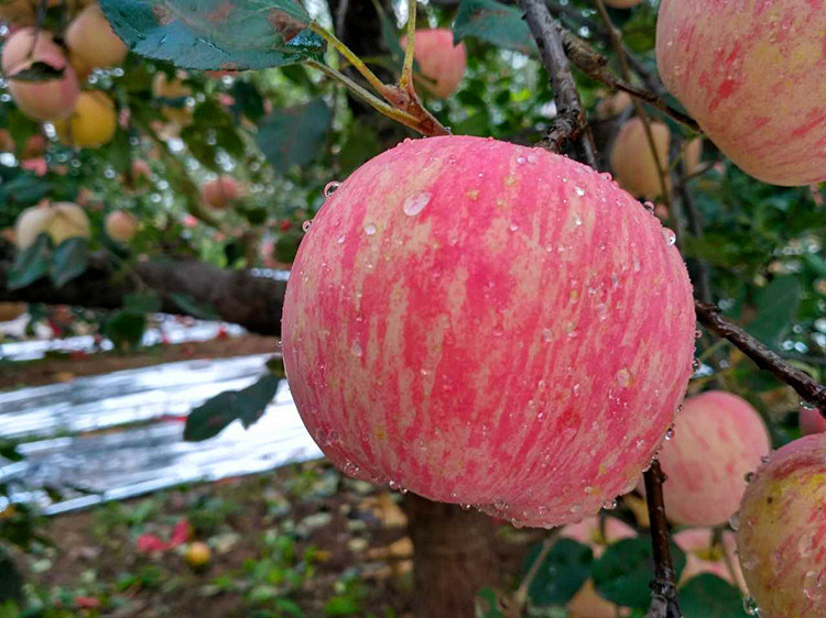 特价万荣苹果红富士