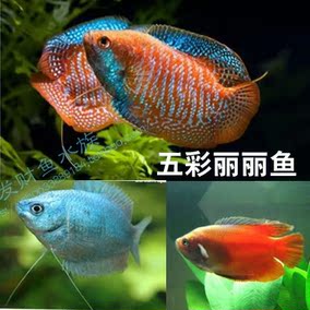 五彩丽丽鱼 雪丽丽蓝丽丽鱼热带鱼活体观赏鱼小热带鱼活体 观赏鱼