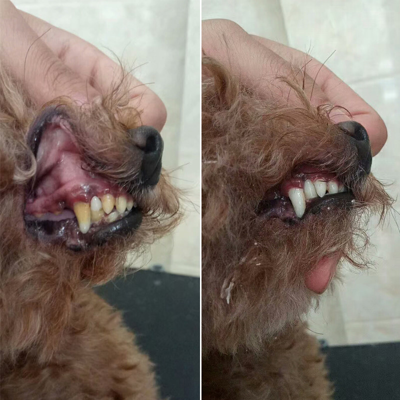 狗狗牙刷牙膏套装可食用泰迪专用猫咪狗牙结石除口臭宠物清洁用品