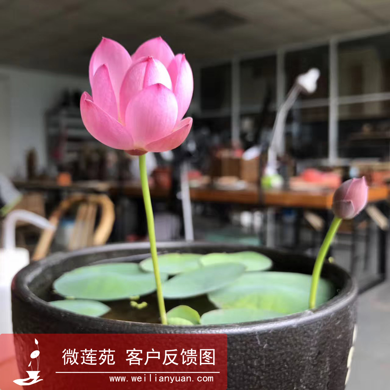 《微莲苑 姜永慧》微型碗莲 品种:星火 种藕 星星之火