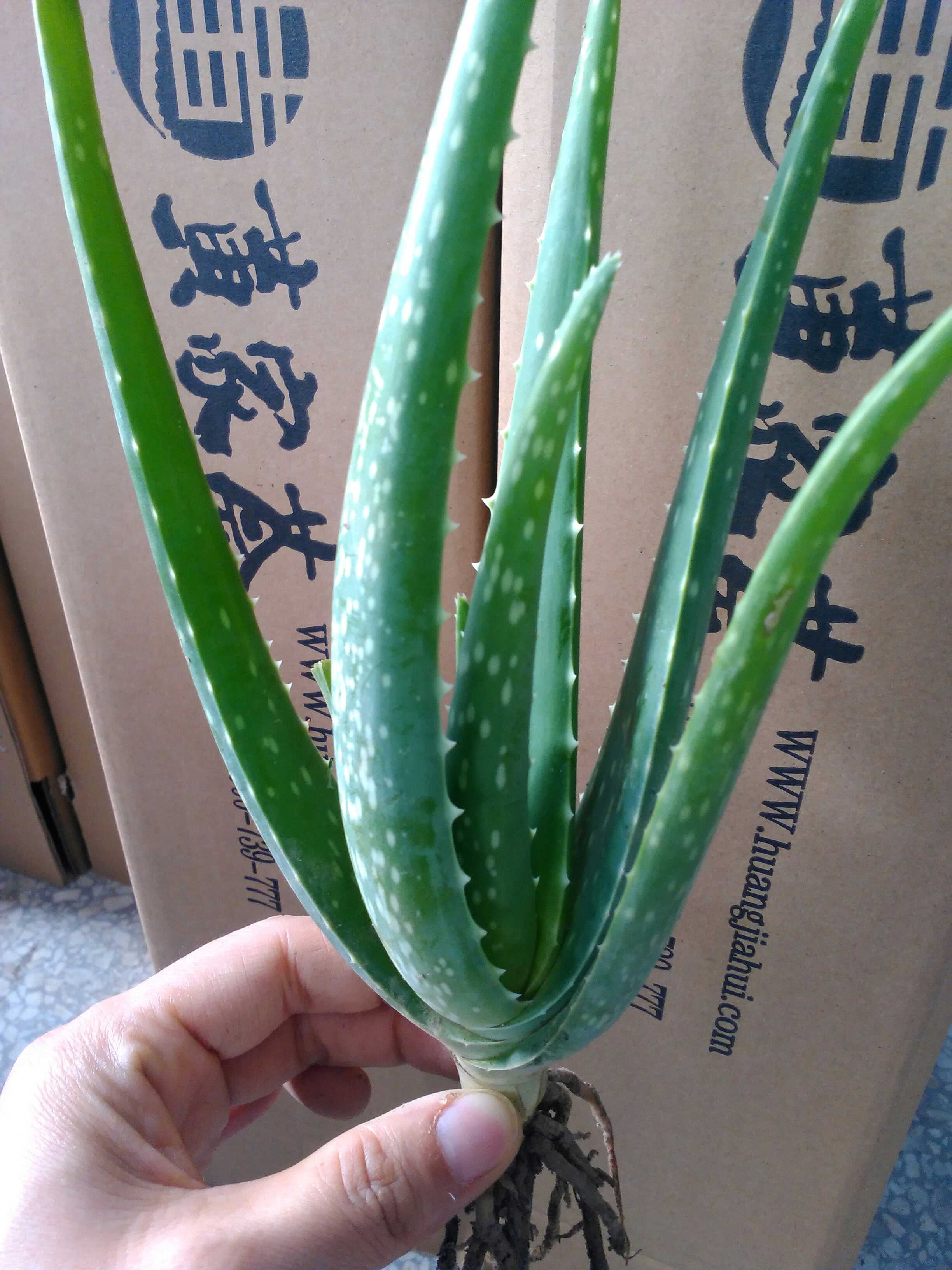 一折库拉索_库拉索芦荟22cm苗 美容食用盆栽绿植物优惠券