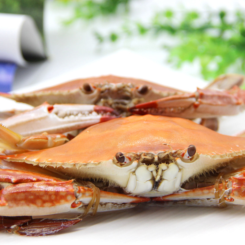 刘清 大连海鲜东沟飞蟹4-5只/2斤 鲜活水产新鲜梭子蟹活螃蟹母的
