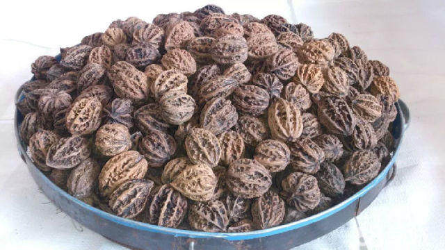 东北野生山核桃