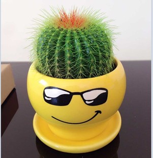 多肉植物仙人球 办公室桌面仙人掌盆栽 室内防辐射吸甲醛新手含盆