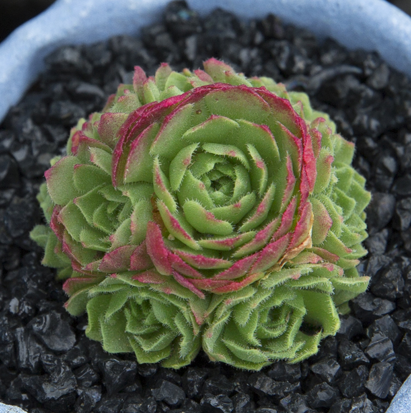 瓦莲红颜群生多肉植物办公室内桌面防辐射萌