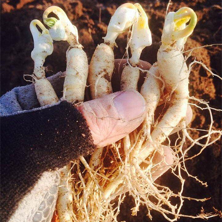 人参苗大额优惠券