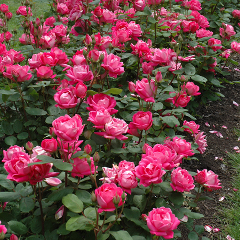 花草笈丨"懒人月季"——绝代佳人系列