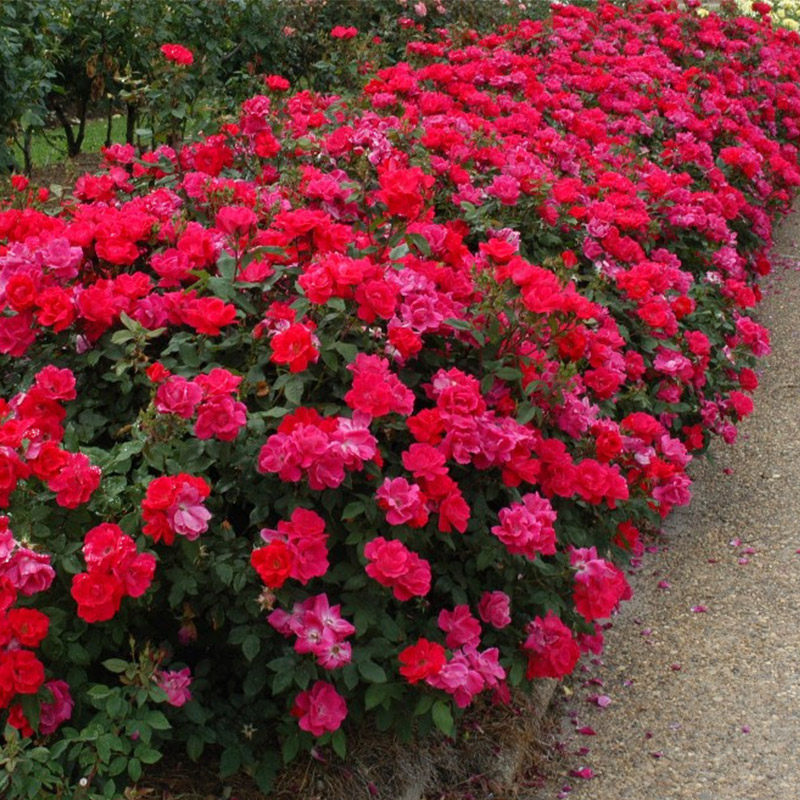 虹越进口 红色重瓣绝代佳人 2年生盆栽扦插苗 持续开花庭园花卉