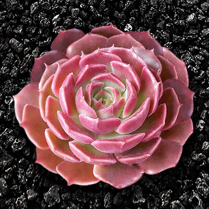 多肉植物 新手 玫瑰_多肉植物 棕玫瑰 绿植花卉办公室内阳台净化空气