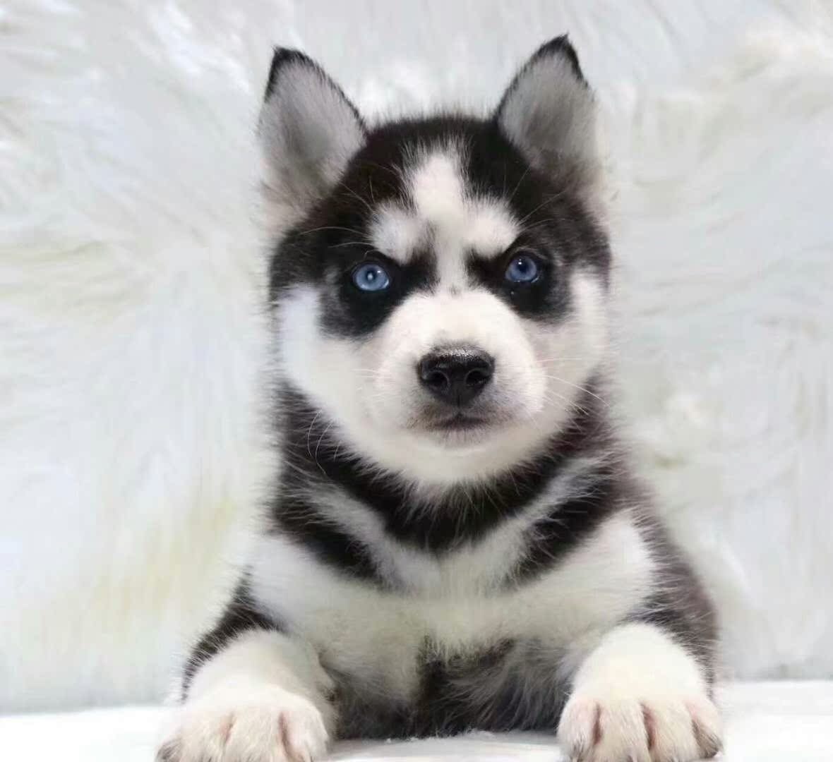 哈士奇幼犬 纯种 二哈