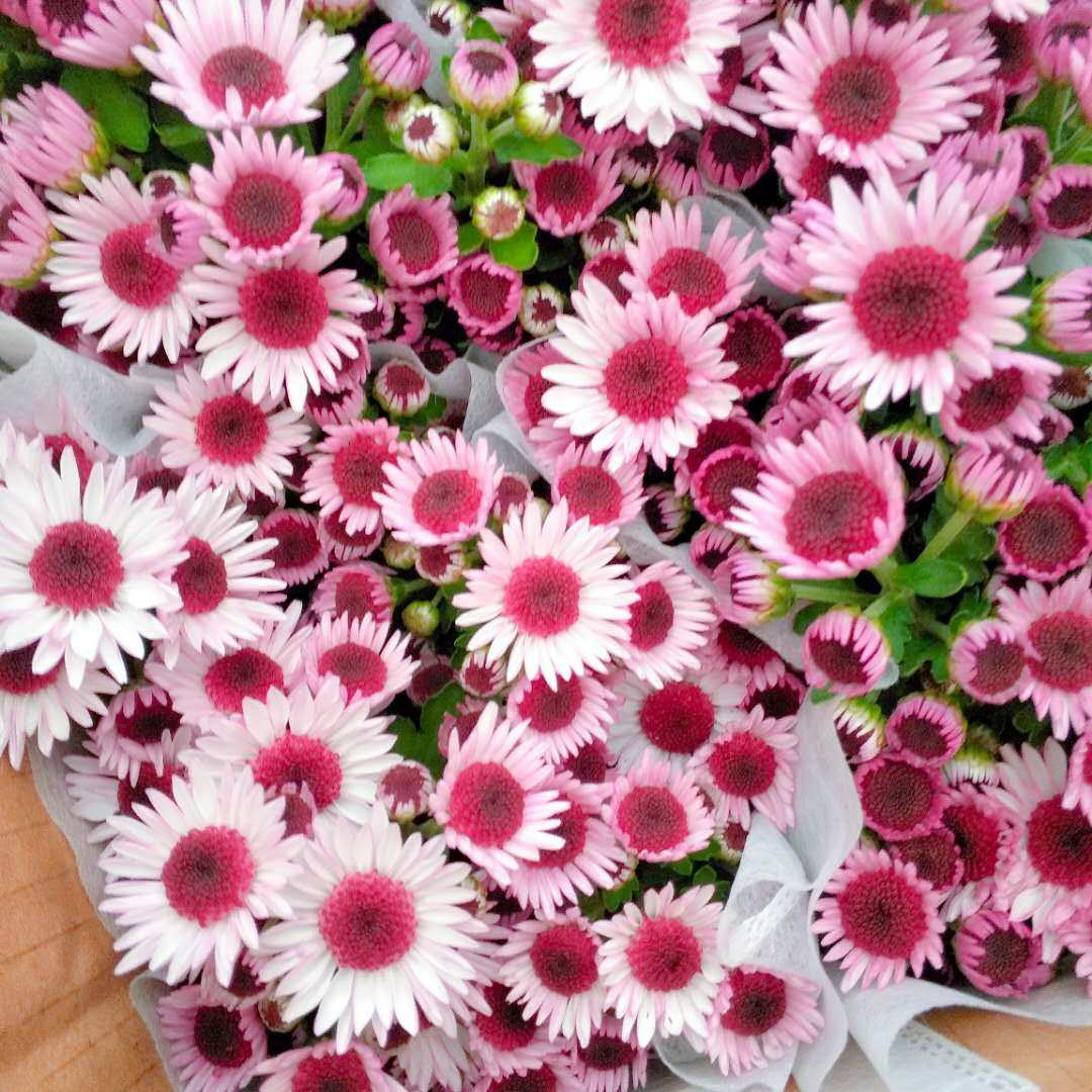 菊花苗 美人菊大额优惠券