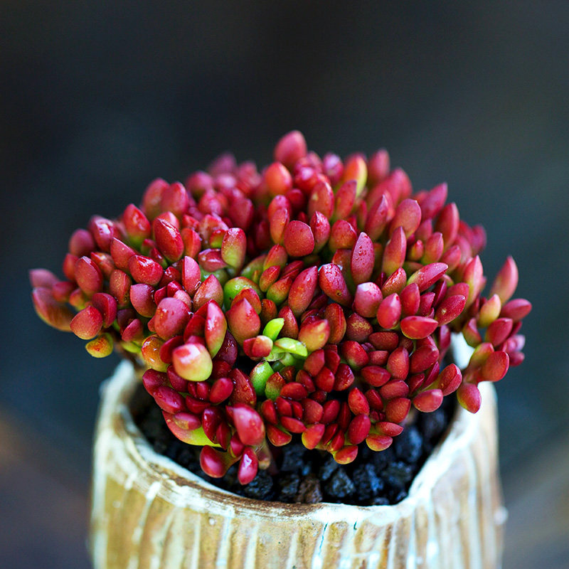 红稚儿群生老桩多肉植物萌肉肉办公室阳台盆栽花卉花陌派云南多肉