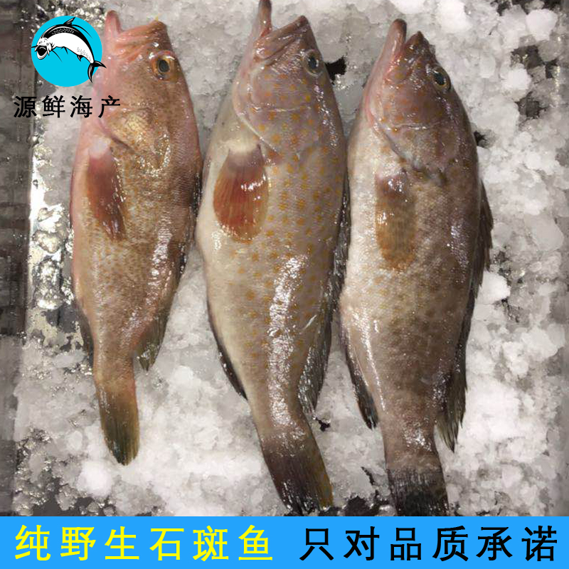 野生石斑鱼 芝麻斑 土鳜鱼 当天现捕 每份1斤 3斤顺丰包邮