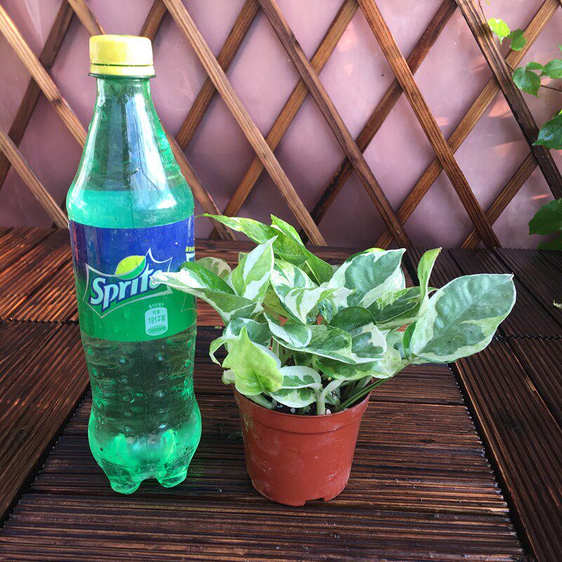 雪花葛盆栽室内净化空气植物稀有珍珠玉绿萝品种花叶绿萝锦常绿