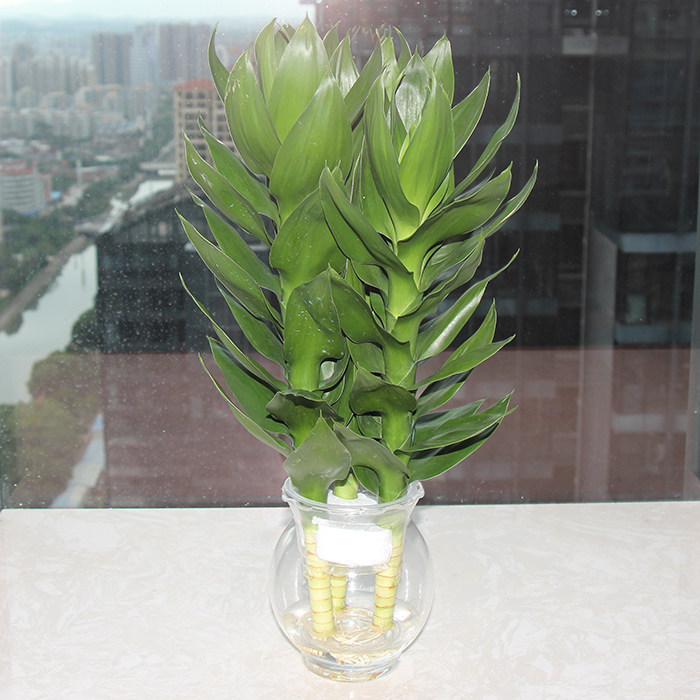 观音竹水培土培植物盆栽包邮室内富贵竹招财开运水培植物净化空气