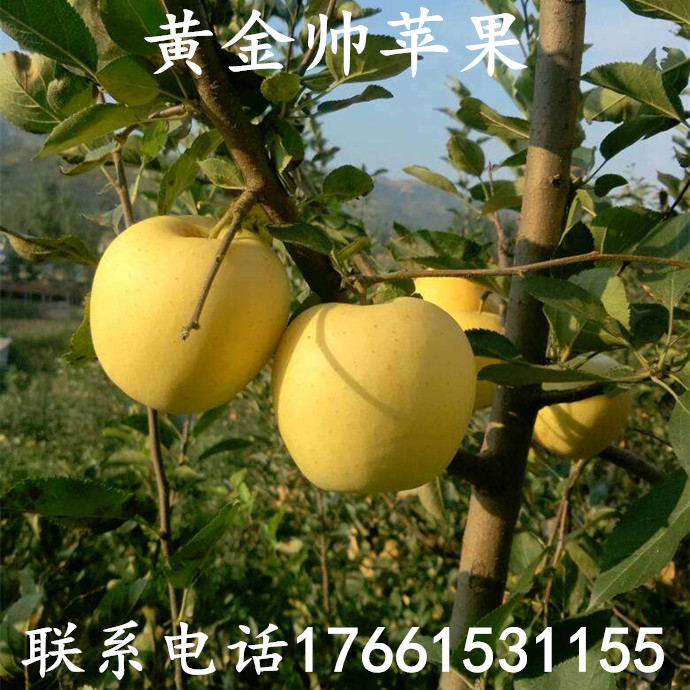 黄金帅_嫁接苹果树苗 金冠苹果 黄金帅苹果苗 黄元帅黄香蕉苹果树苗