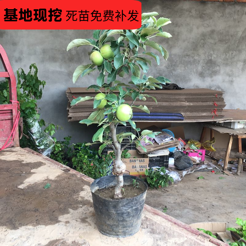 购客盆栽苹果树苗植物室内盆栽果树苗南方北方种植水果苗当年结果