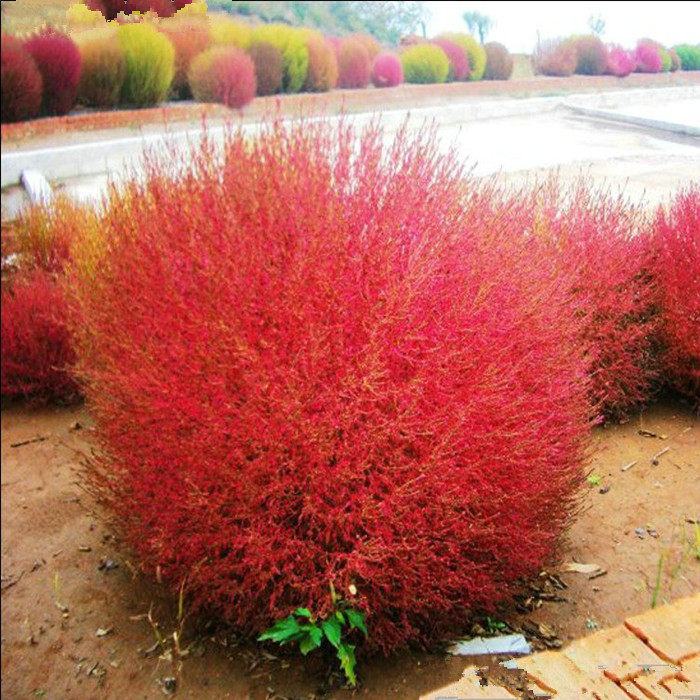 热销四季花种子 冬季_地肤孔雀松冬季花种子四季种易活花卉冬天种盆栽