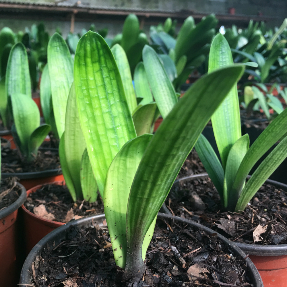 长春高端君子兰 技师金凤凰油匠大桥短叶麻脸立板极品小苗 国兰