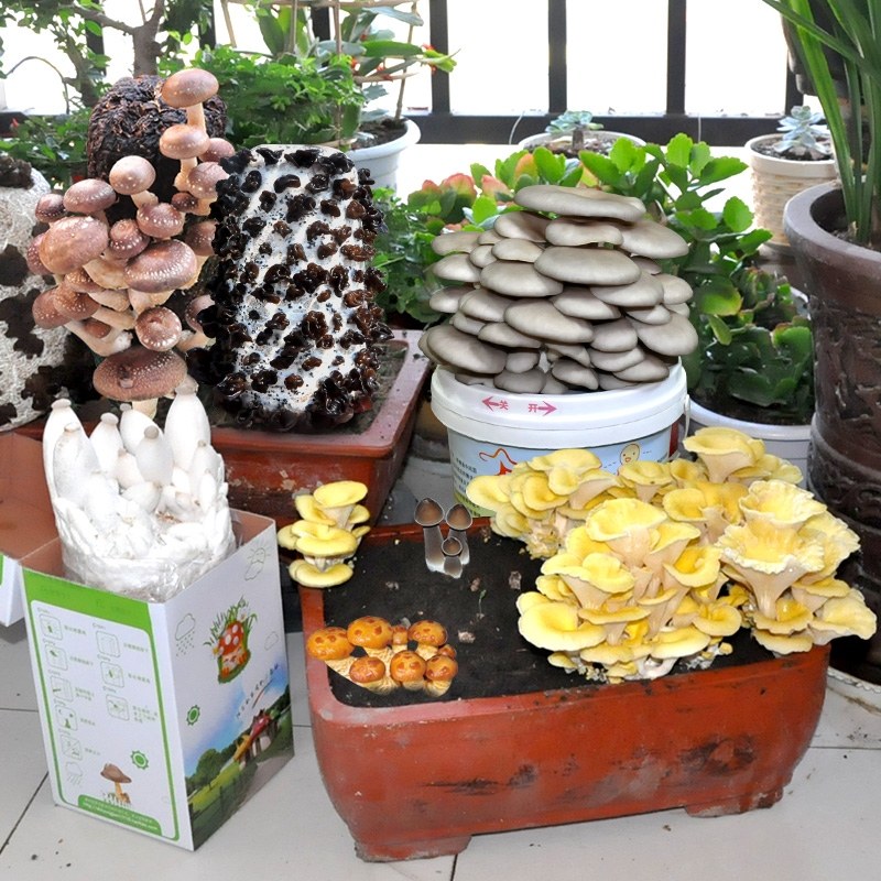 多肉植物种子种植方法图片_纵览新闻