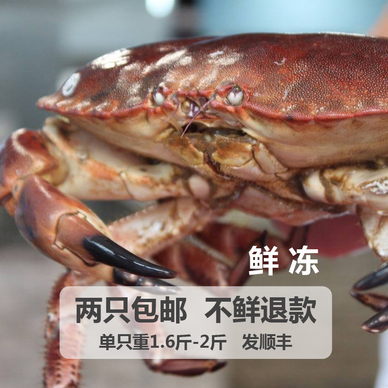 面包蟹_面包蟹黄金蟹面包鲜活包邮一只面包蟹超大面包蟹即食海鲜
