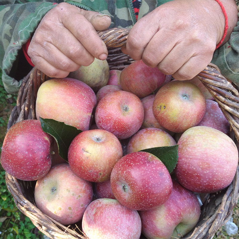 糖心苹果_山东五莲秀水国光苹果冰糖心产地直供现摘新鲜原生态5斤