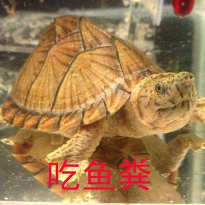 乌龟吃火腿肠吗