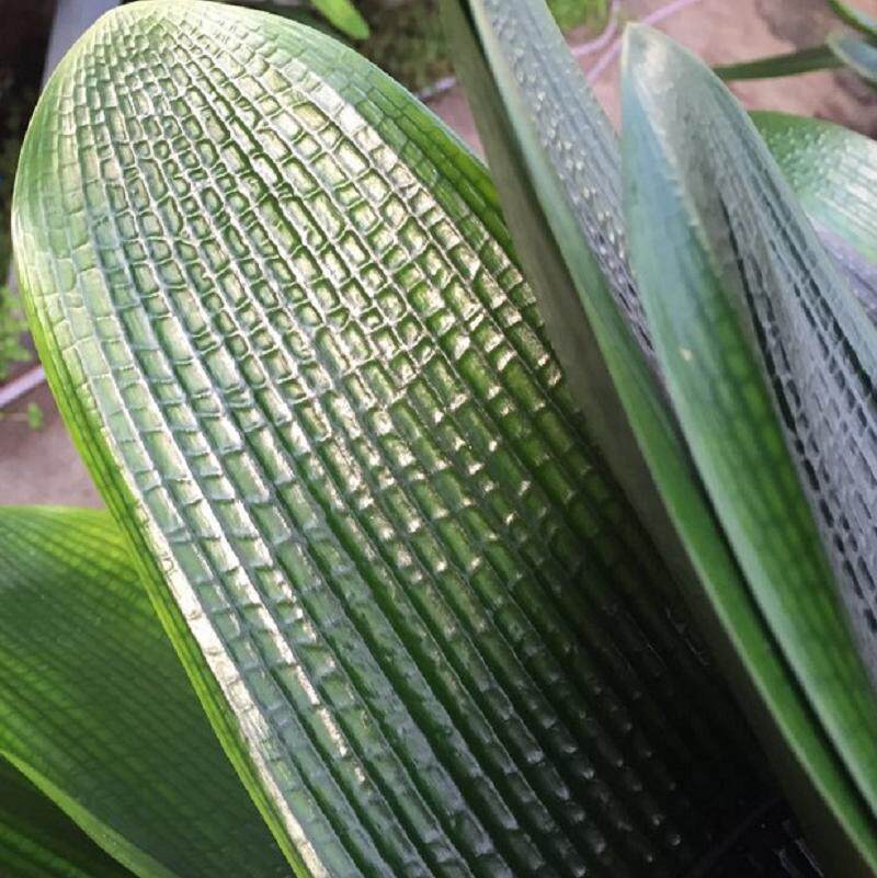 长春京涛君子兰高端麻脸黄油圆头宽叶君子兰室内绿植盆栽花卉