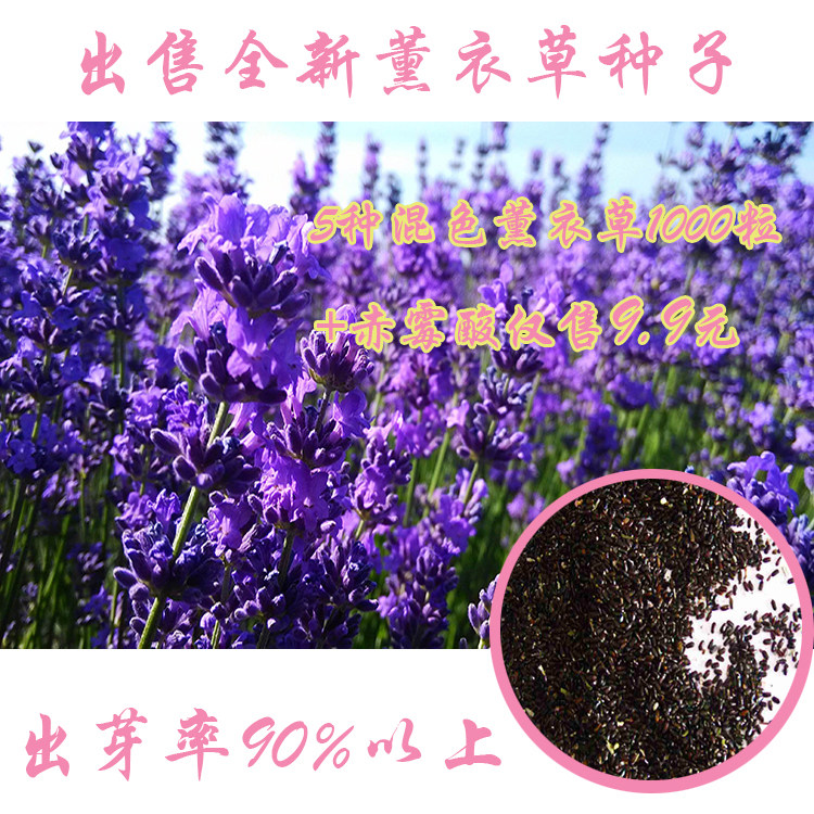 薰衣草种子四季种植花种子室内室外盆栽地栽花卉香草种子花种子