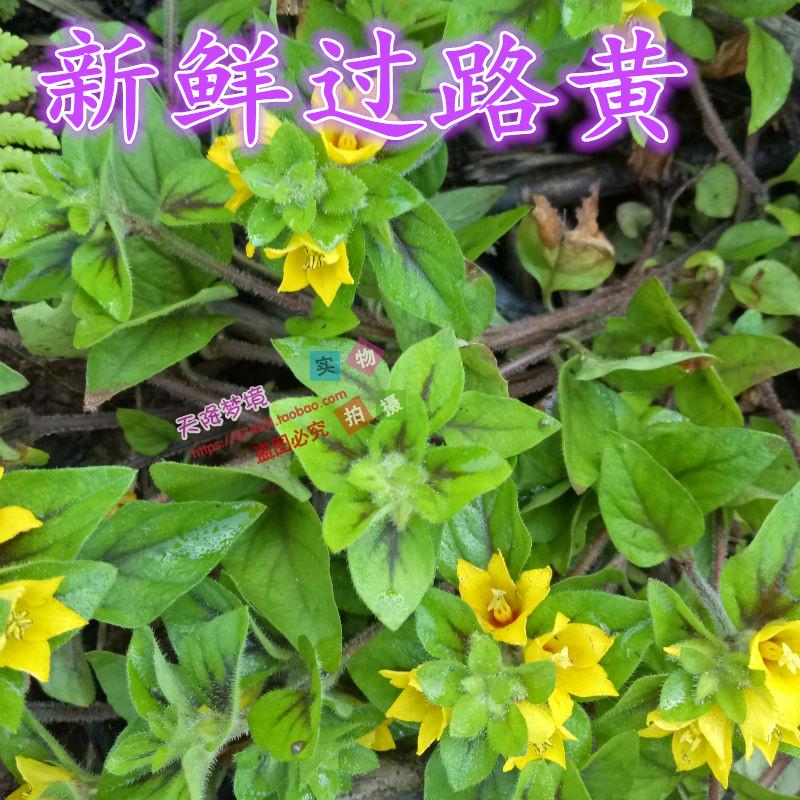 过路黄鲜货 野生药材新鲜过路黄 金钱草 真金草 铺地莲 500克
