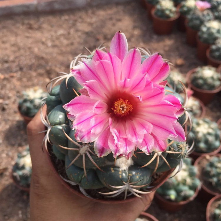 仙人球盆栽 防辐射 开花 桌面_巨象仙人球盆栽室内防辐射开花仙人掌科