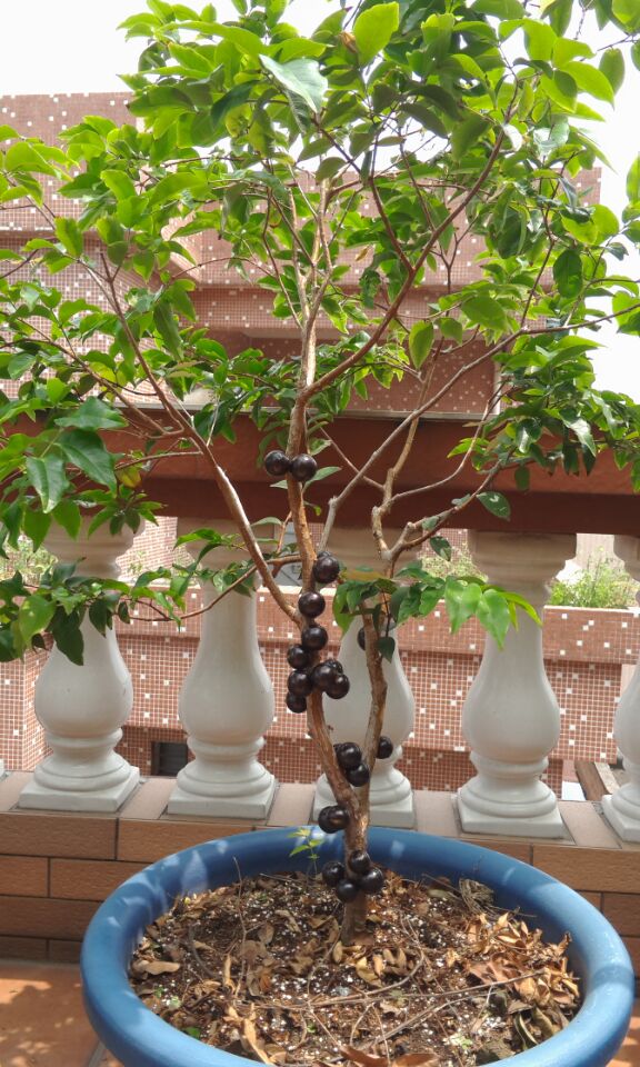 特价葡萄树苗_嘉宝果苗台湾进口嘉宝果树苗名贵水果盆栽果苗树葡萄苗