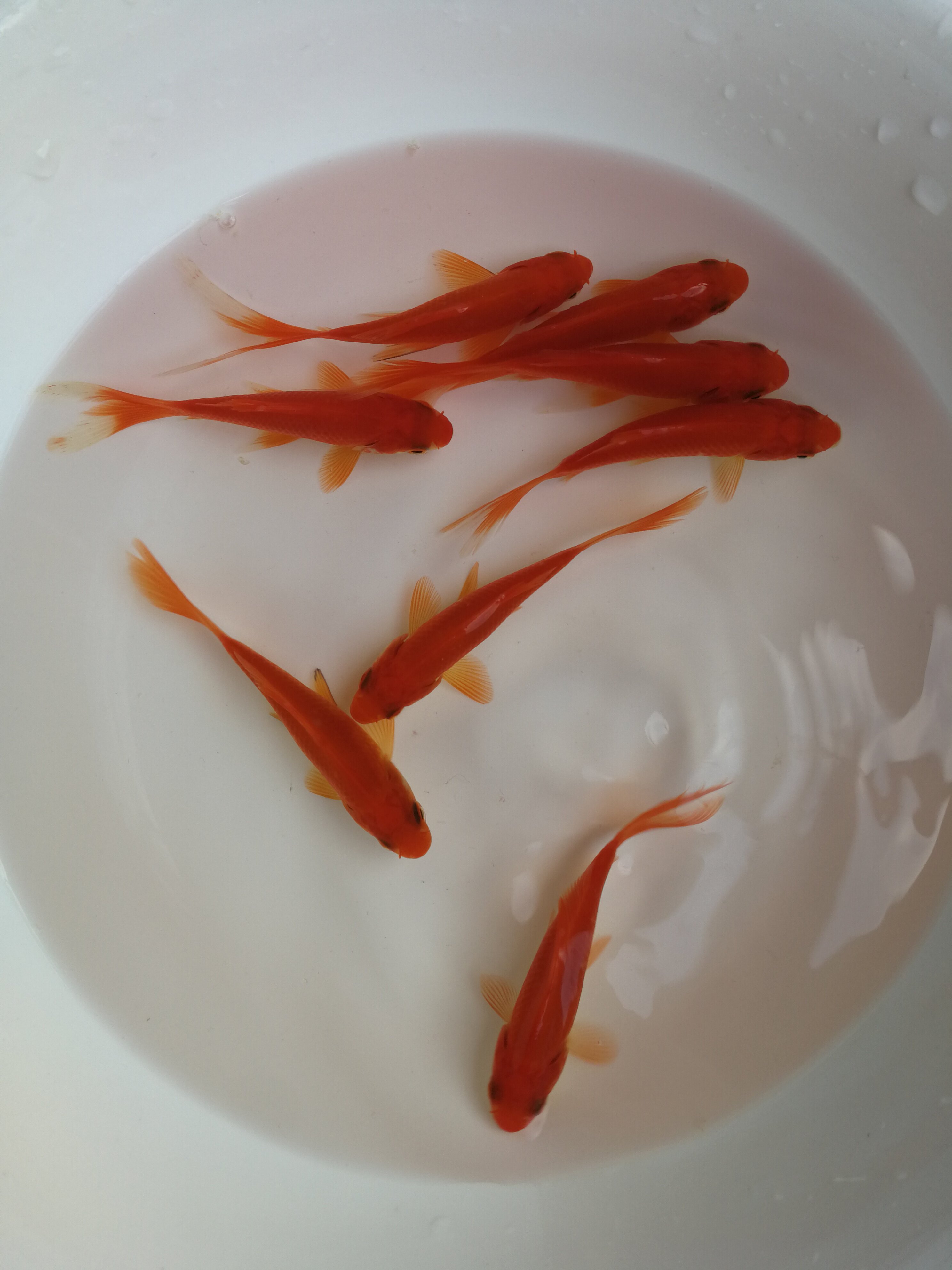 冷水鱼活体 招财_锦鲤鱼活鱼金鱼活体小型观赏鱼活体混养冷水鱼鱼淡水