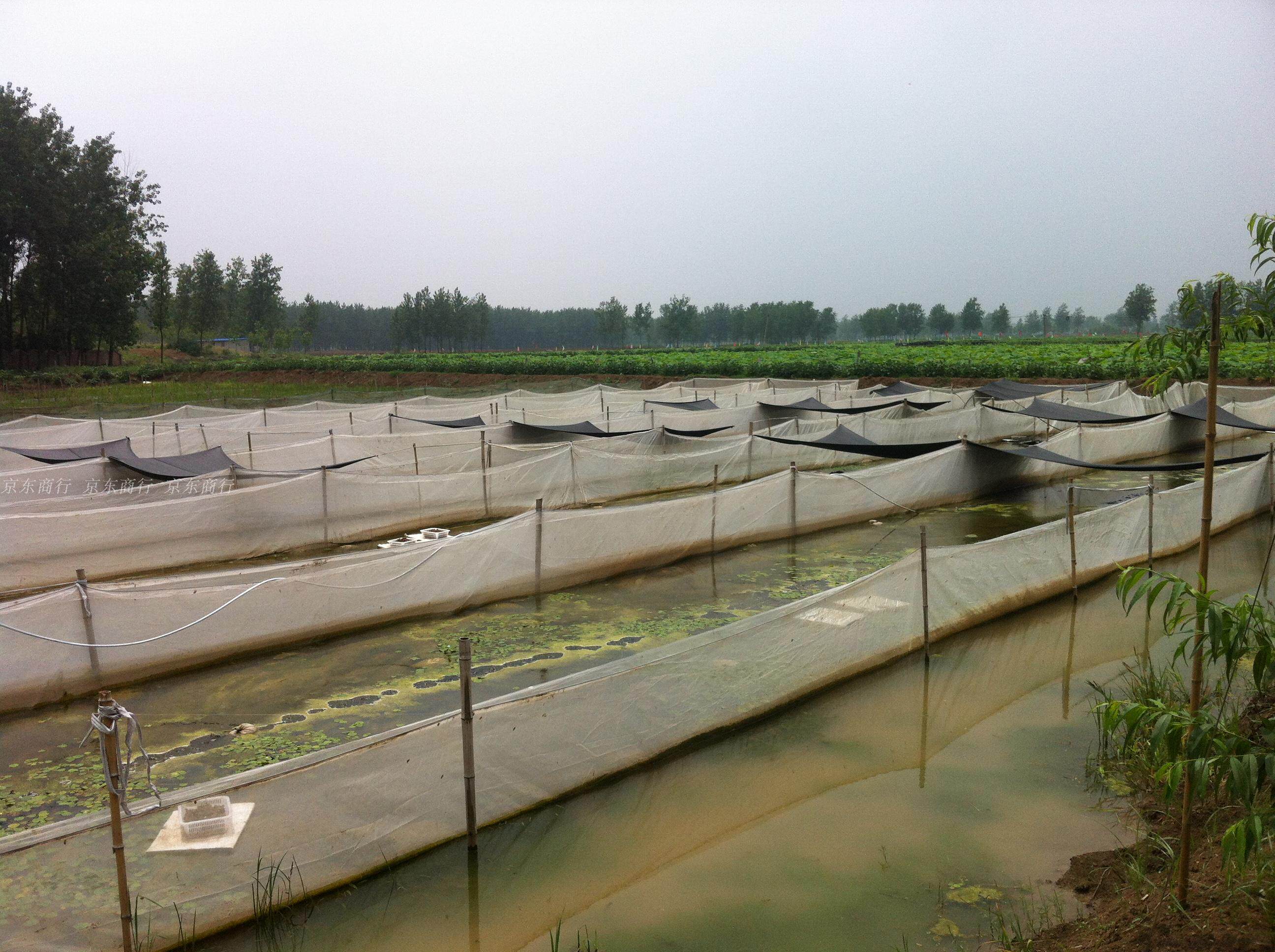 网箱渔网 加厚_80目水蛭网箱蚂蝗养殖网加养虾防逃边养殖网渔网孵化