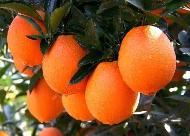 先收藏 江西特产寻乌赣南脐橙20斤大果装新鲜水果 甜橙子现摘现发 - 