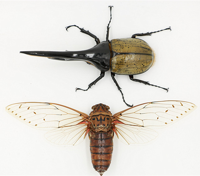 【新到】帝王蝉 世界上最大的蝉 a1标本展翅20cm  收藏教学观赏