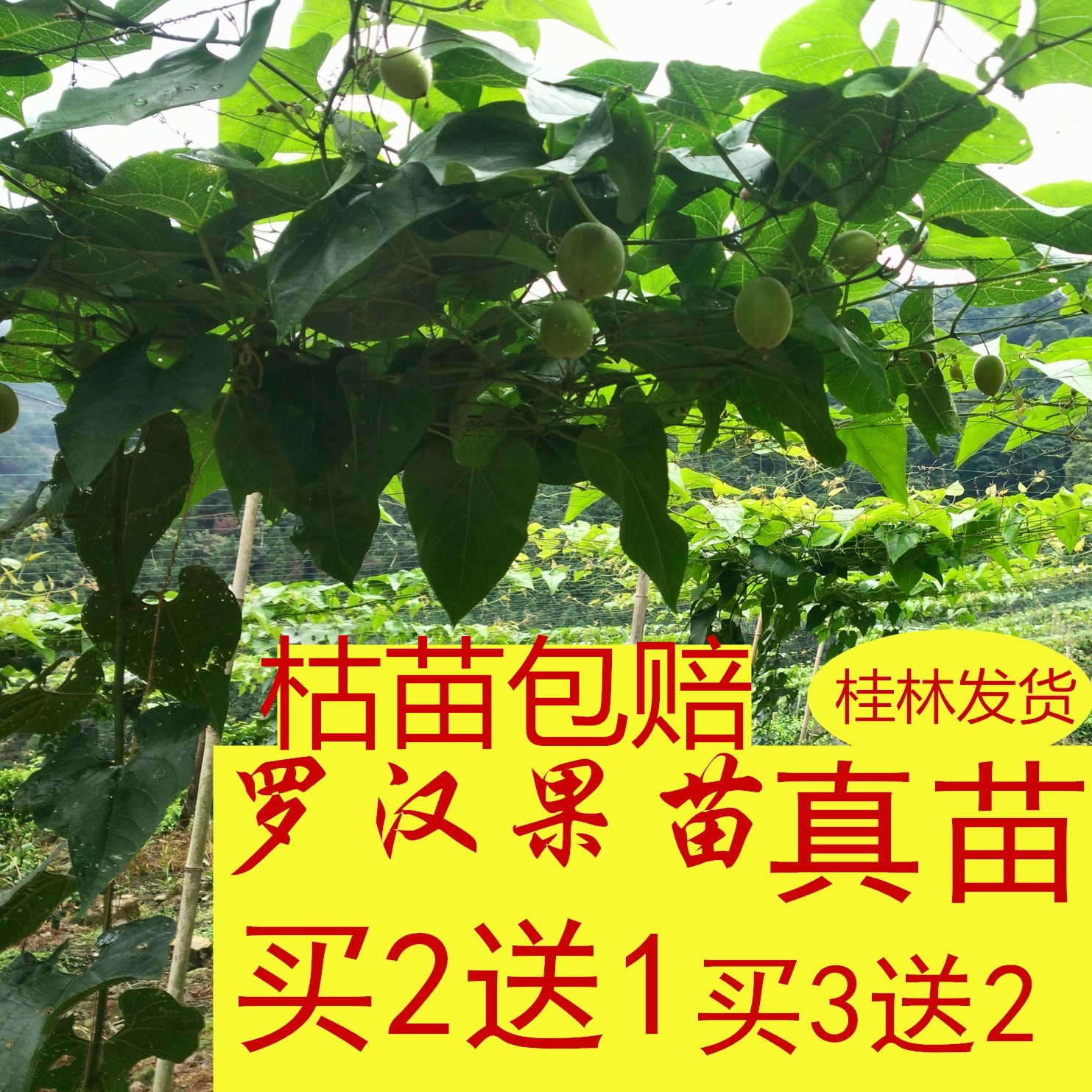 包邮 买3送2罗汉果苗树苗广西桂林永福罗汉苗幼苗四季 嫁接扦插小苗包